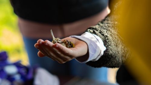 Mazurski Piknik Ornitologiczny 2025