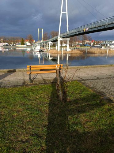 Molo - drzewa wycięte w czerwcu 2024 r.